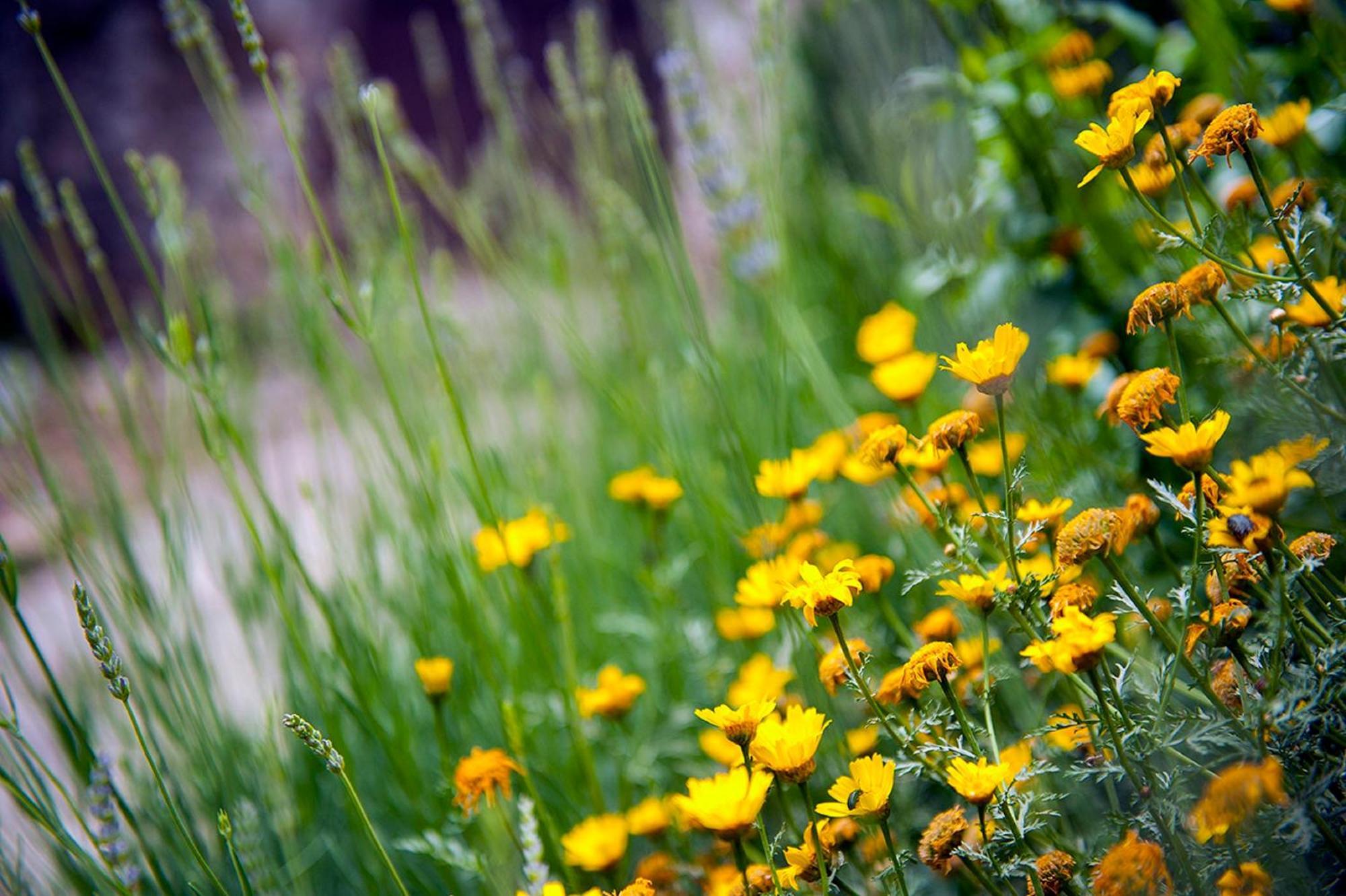 Dalmatian Garden - Free Parking - City Centre Sibenik Exterior photo